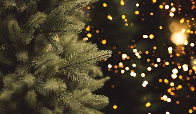 Oh, Christmas tree: The economics of the US holiday tree industry